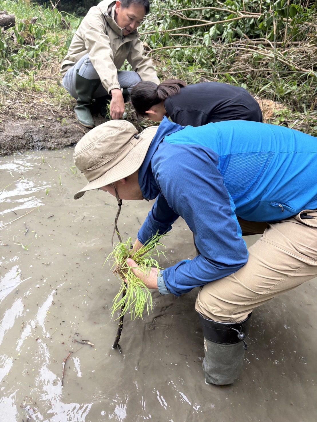 Rice planting