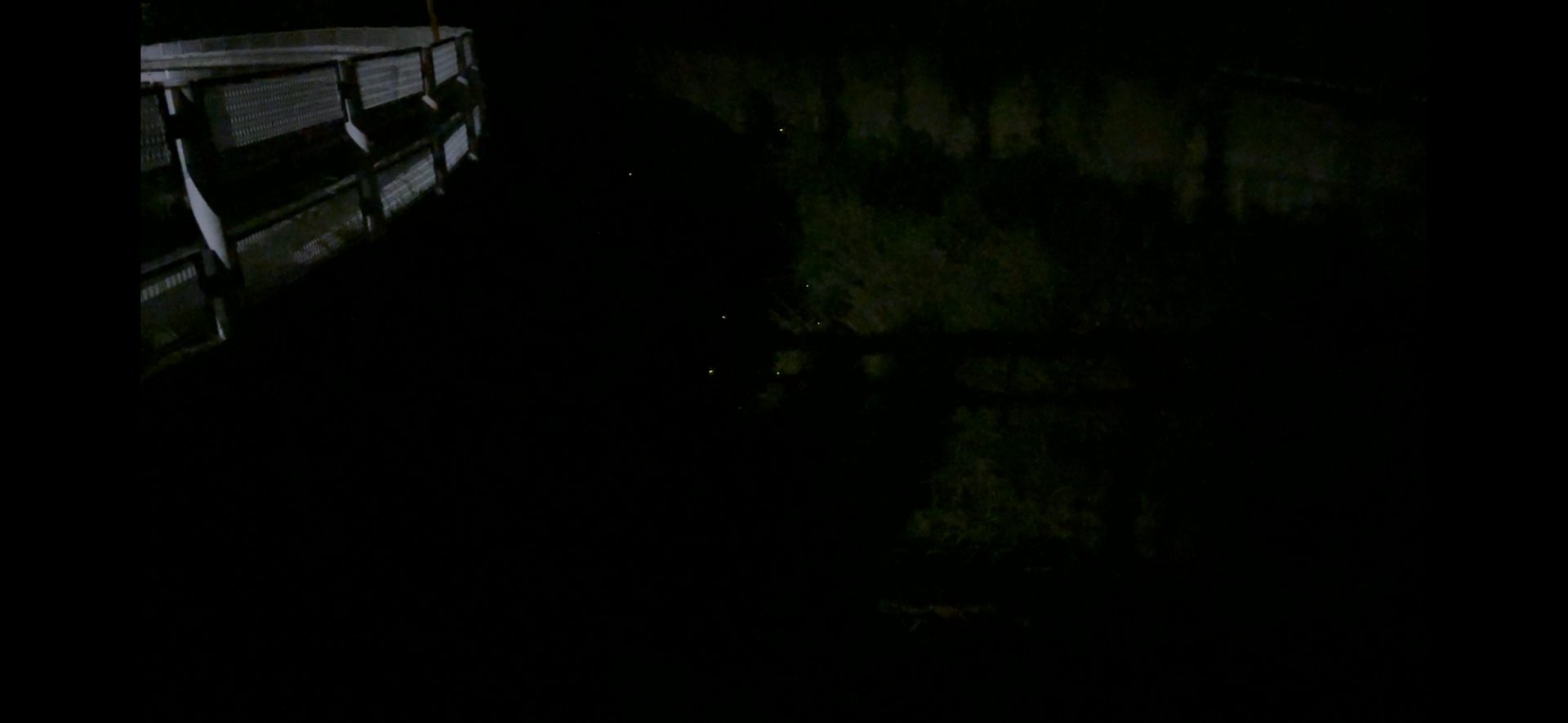 Firefly