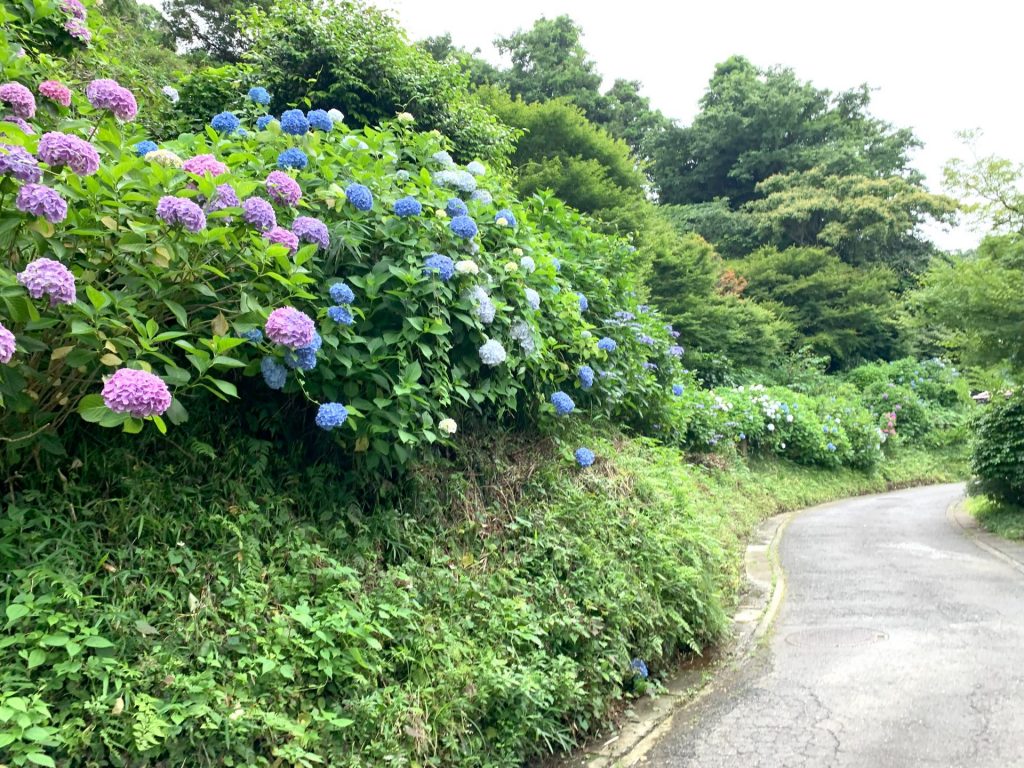 あじさいパトロール