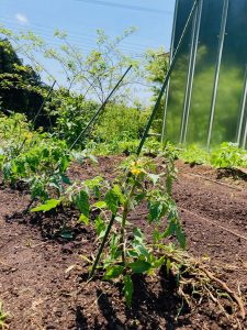 農活！夏野菜の植えつけ