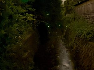 蛍の季節