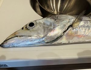釣り後の美味しいお楽しみ♪
