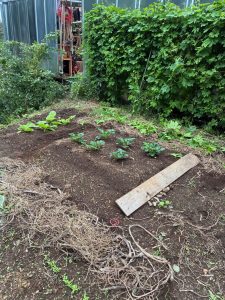 農活！秋植え野菜と収穫