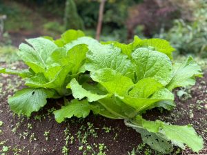 農活！期待の白菜！！