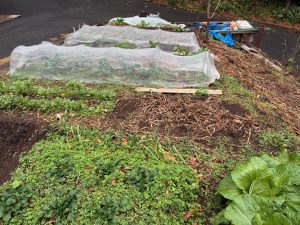 農活！畑が気になる……