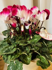 今年もお世話になりました！