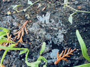 農活！2026畑始め