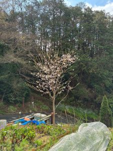 農活！春のお花たち🌸