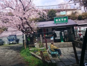 最後から二番目の花見