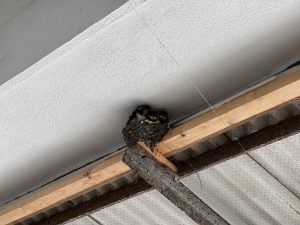 逗子に住んでます日記18
