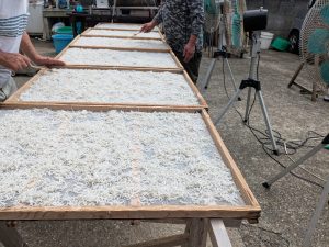 釜揚げしらす