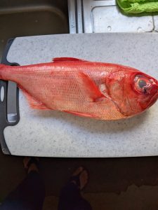 さばいていくぅ〜