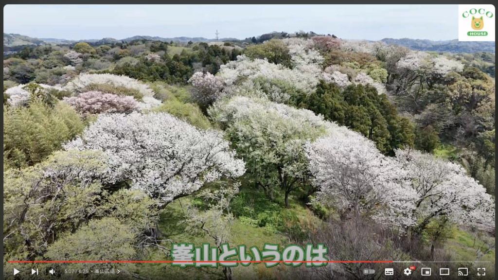 くらしツアーの桜