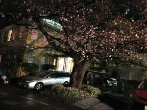 夜桜と、古いけどニュー鎌倉