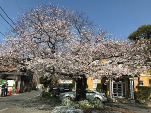桜満開！春麗