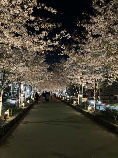 ケン散歩　春 桜の道