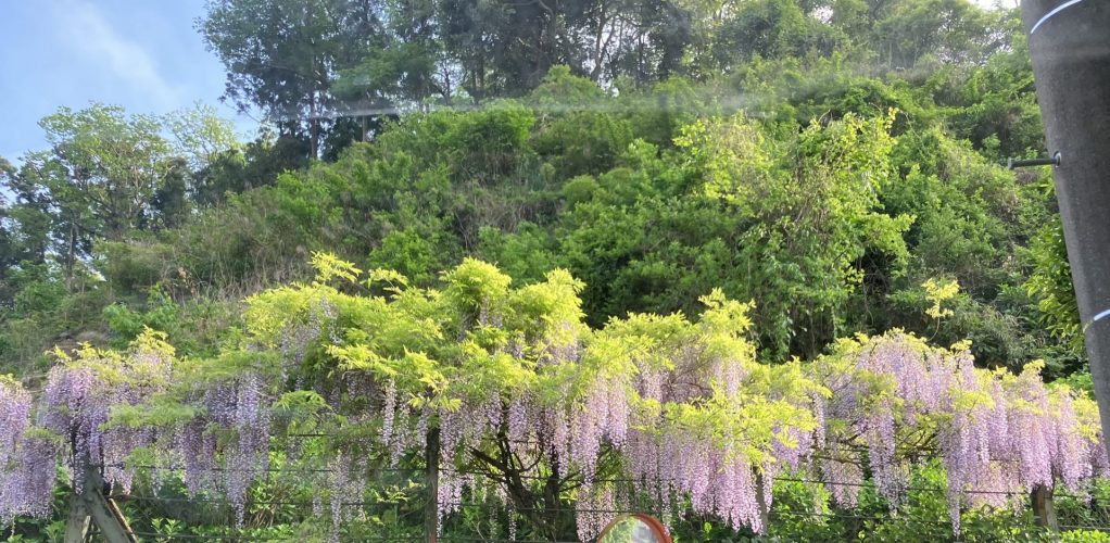 ケン散歩　藤の花