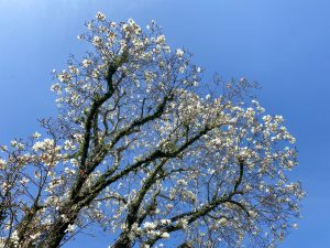 木蓮の花咲く