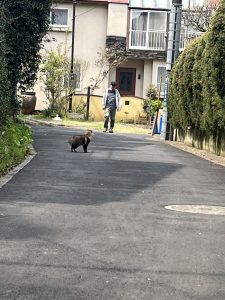 令和‼︎狸合戦ぽんぽこ