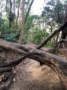 ちょっとした葉山遊び