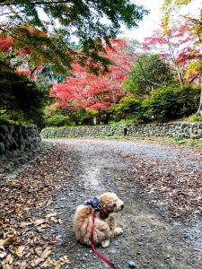 この時期のおススメ