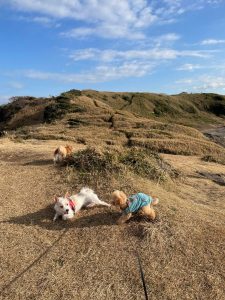 犬バカです