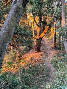 朝のお参りRun