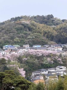 筍シーズン到来