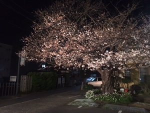 夜桜