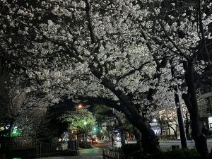 夜桜