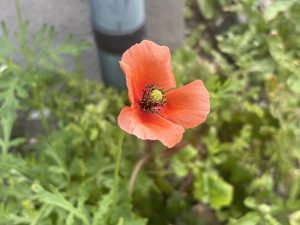 雑草の花開く