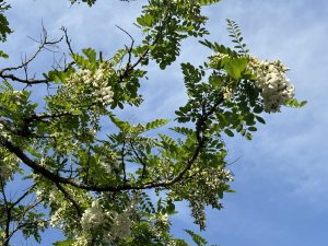 やっぱり植物の仕業か？