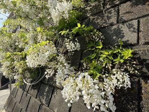 花の香りに酔いしれて