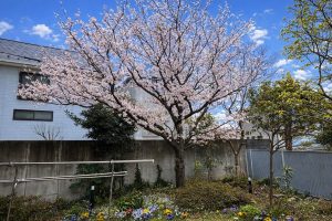 桜の似合う庭