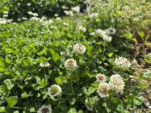 シロツメクサでありたい