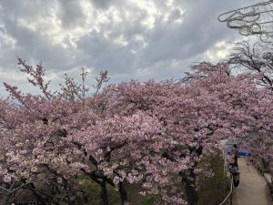 河津桜