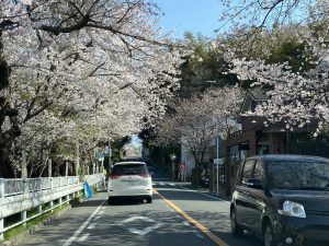 桜満開