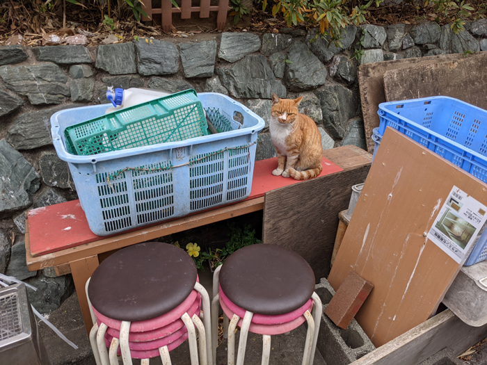 江ノ島・聖天島公園の猫
