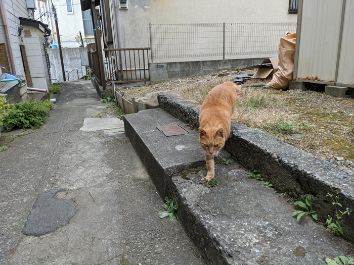 江ノ島の猫