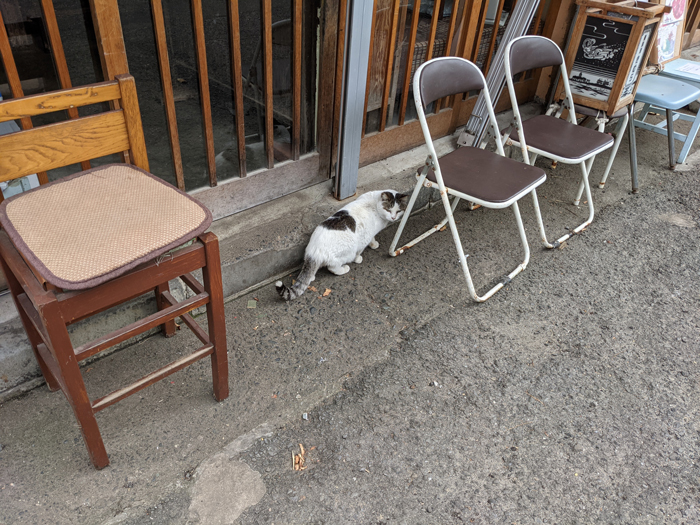 江ノ島の猫