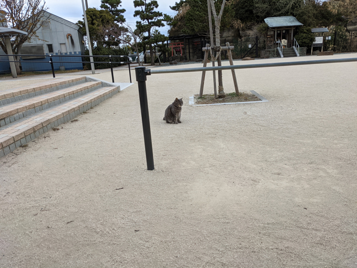 江ノ島の猫