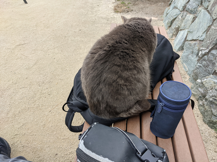 江ノ島の猫