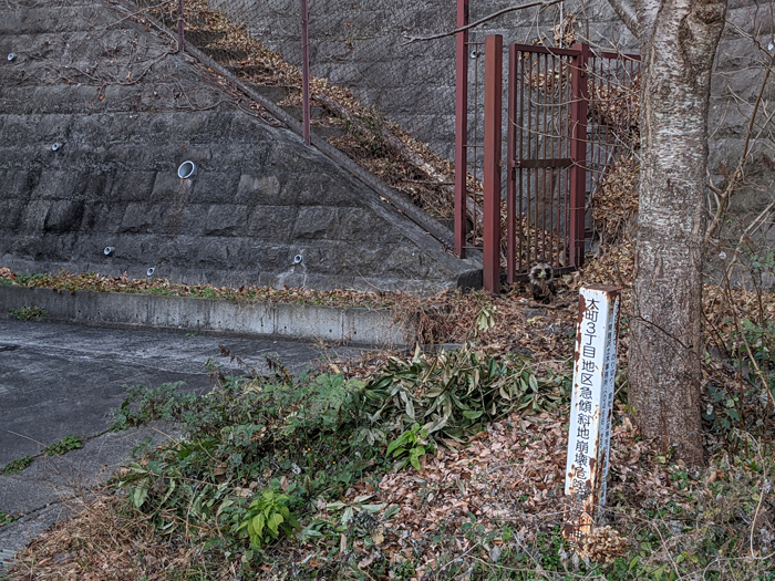 野生のタヌキに遭遇だなも