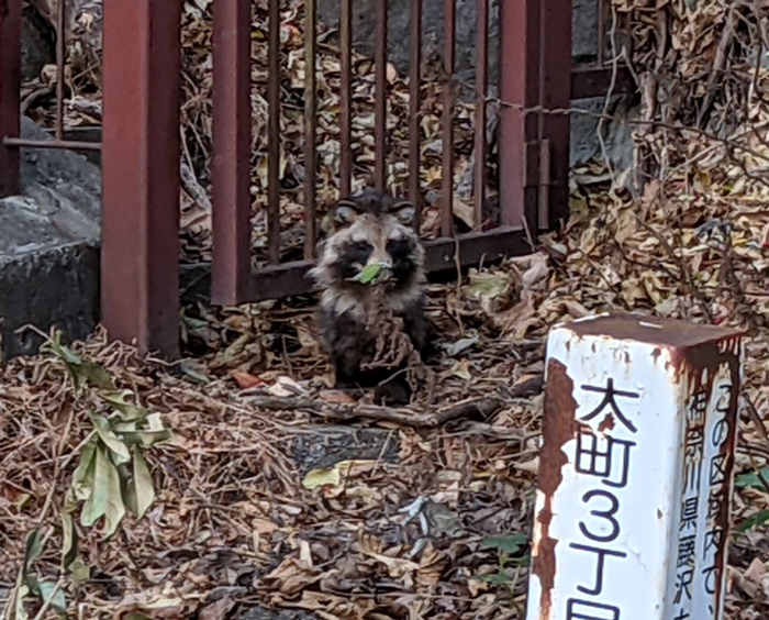 鎌倉タヌキ