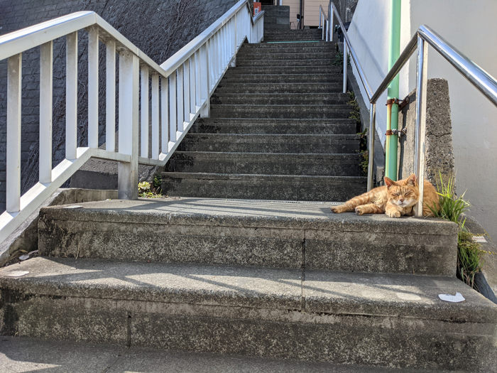 江の島の猫