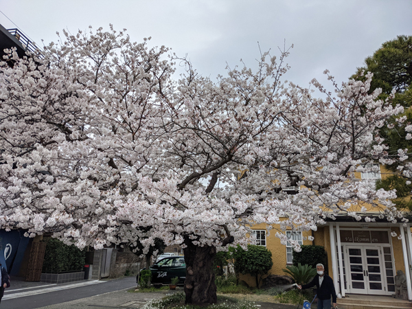 ホテルニューカマクラの桜