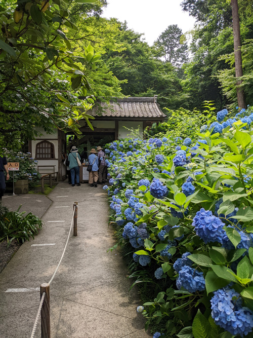 明月院の紫陽花