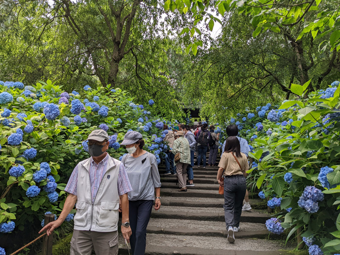 明月院の紫陽花