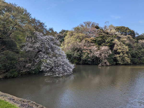 夫婦池