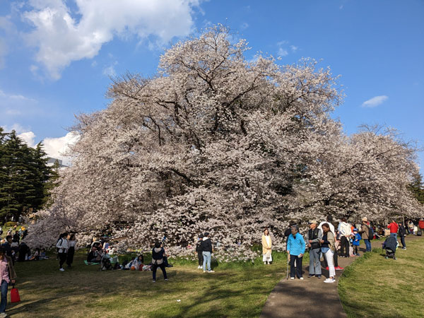 砧公園